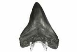 Fossil Megalodon Tooth - South Carolina #170330-2